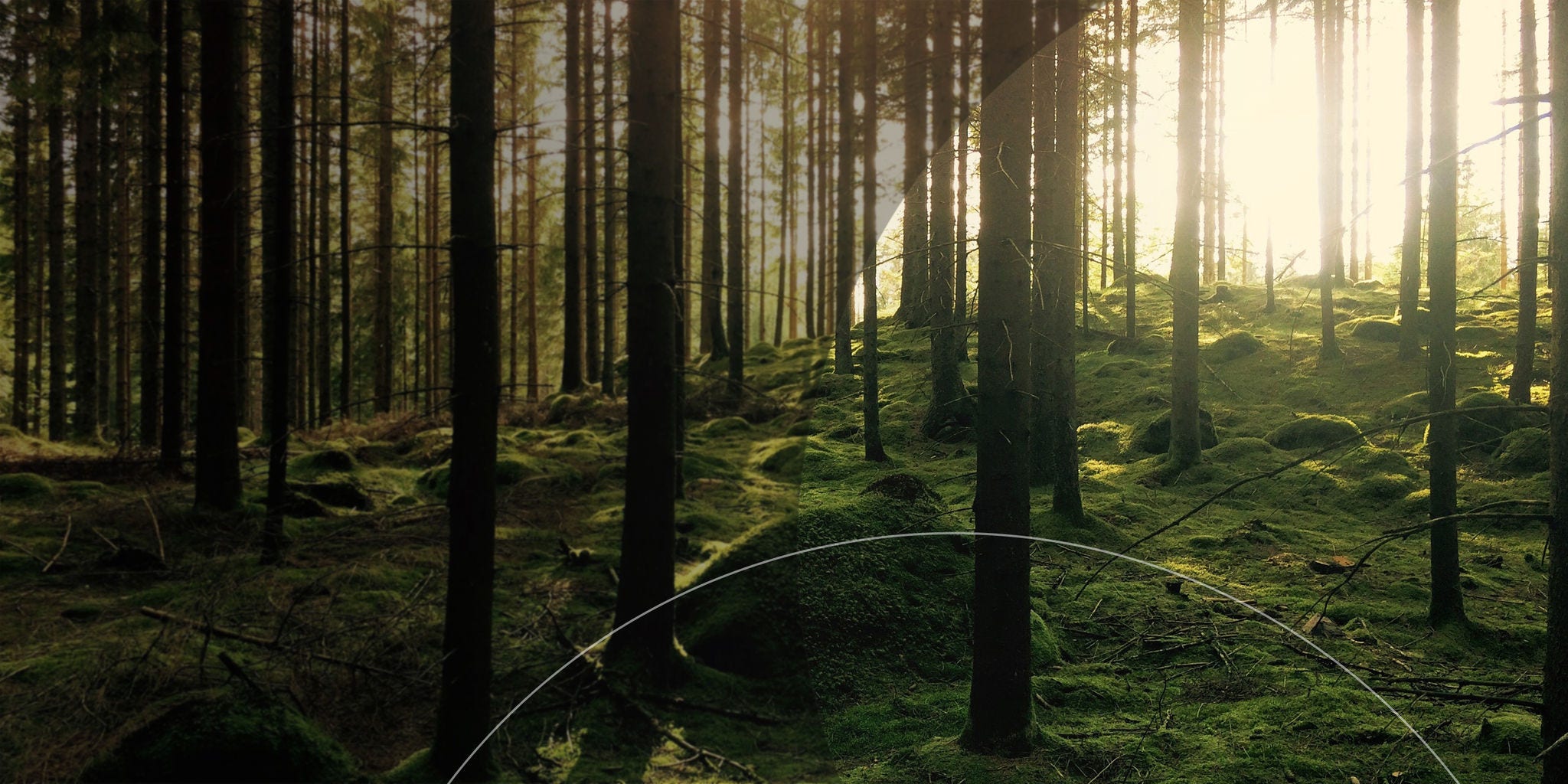 Trees in a misty forest